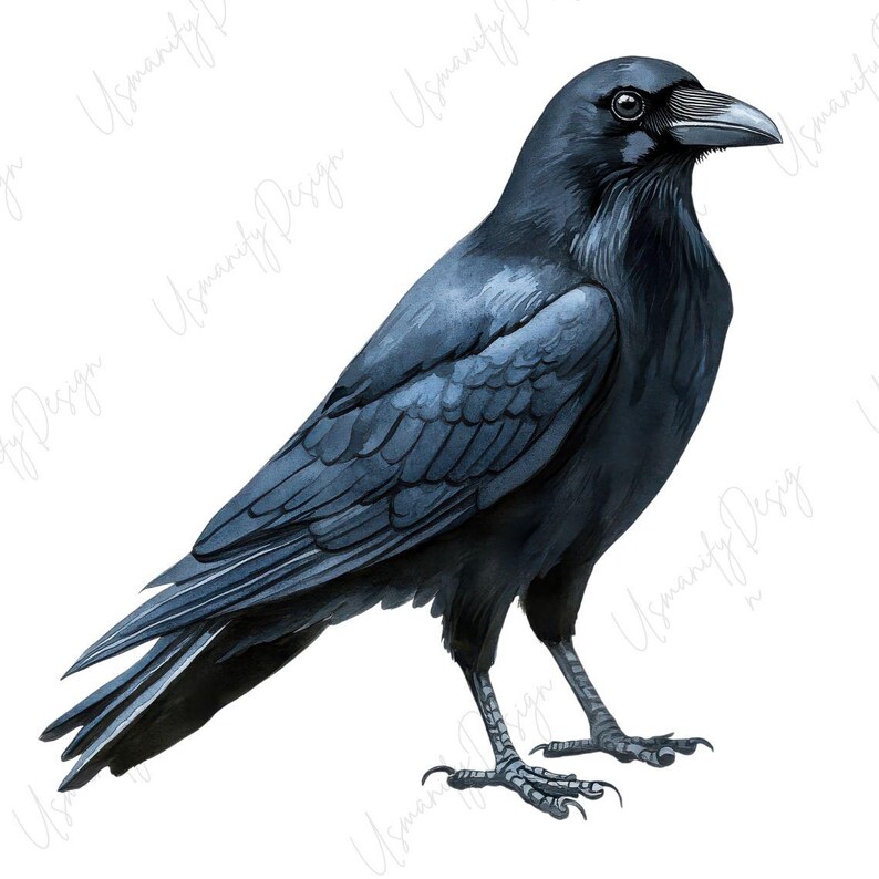 May include: Watercolor illustration of a raven with black and blue plumage. The bird is depicted in a side profile, standing with its claws visible. The raven's feathers have detailed shading, and the background is white.