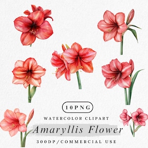 アマリリスの花のクリップアート、水彩画の赤い花のPNG、冬の植物、エレガントな花のクリップアート、庭の植物のPNG、商用利用、デジタル