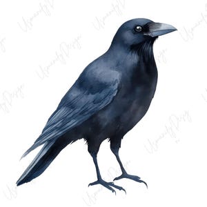 May include: Watercolor illustration of a crow in shades of blue and black. The bird is depicted in a standing pose, with detailed feathers and a sharp beak. The artwork has a realistic style and is set against a white background.