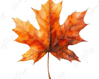24 Watercolor Maple Leaf Clipart, Autumn Leaf PNG, Fall Foliage, Seasonal Art, Junk Journal, Paper Craft, Botanical Design, High Quality PNG