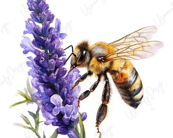 14 Watercolor Bee Lavender Clipart, Honey Bee PNG, Floral Lavender, Wildflower Bee Art, Junk Journal, Paper Craft, High Quality PNGs