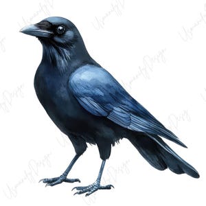 May include: Watercolor illustration of a crow. The bird is depicted in shades of blue and black, with detailed feathers and a sharp beak. The crow stands on two thin legs against a white background.