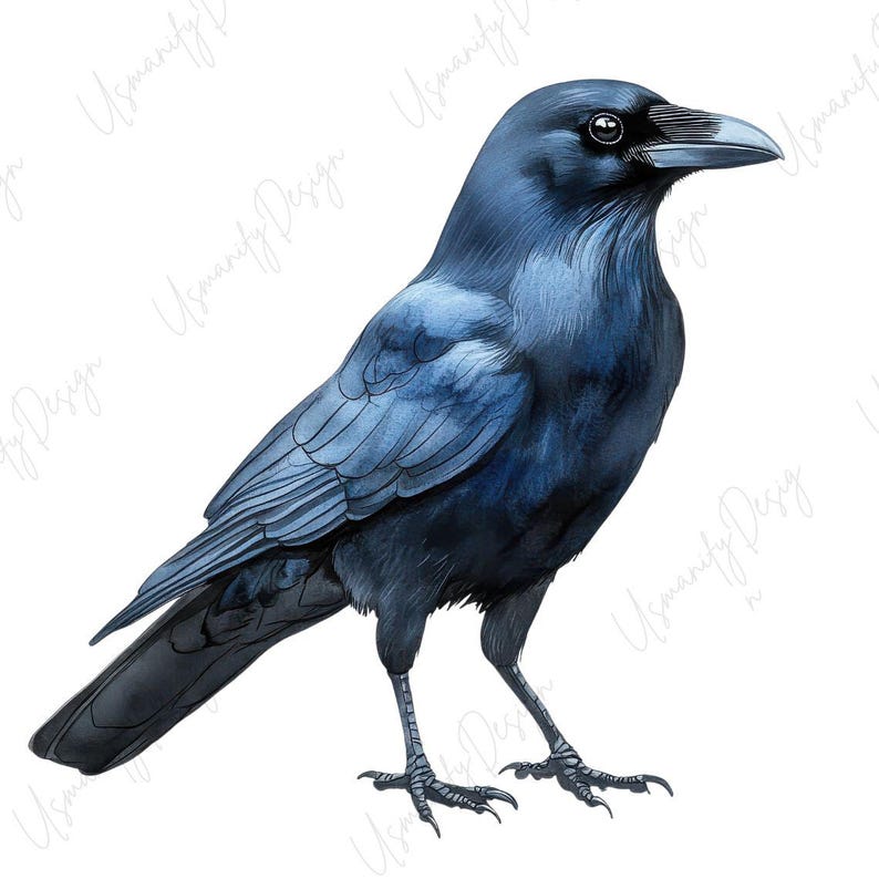 May include: A detailed illustration of a crow, rendered in shades of blue and black. The bird is depicted in a side profile, showcasing its feathers, beak, and talons. The artwork has a watercolor style, with soft shading and highlights.