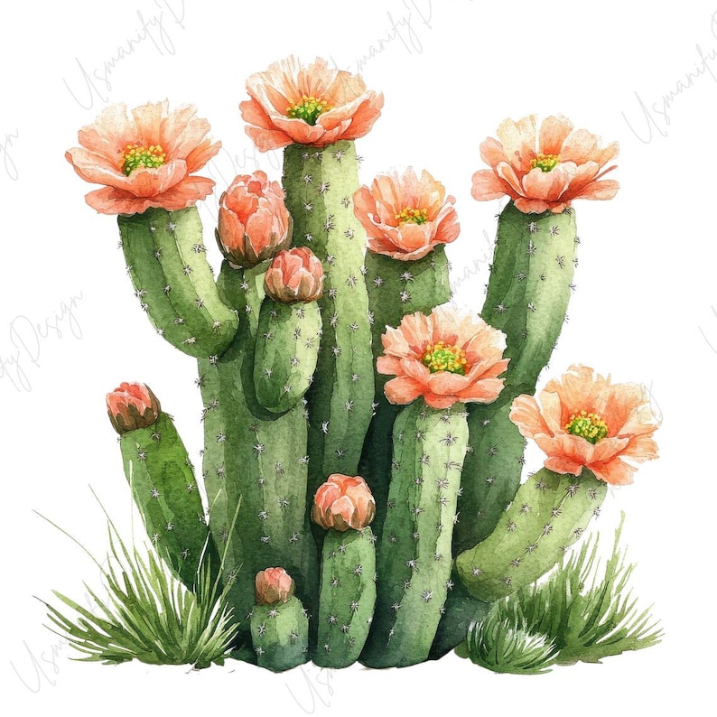 May include: Watercolor illustration of a cactus with multiple green stems and vibrant orange flowers. The cactus has a detailed, textured appearance, with small green grass accents at the base. The artwork is set against a white background.