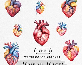 Aquarel menselijk hart clipart: anatomische kunst, medische illustratie (digitale download, 14 png-bestanden