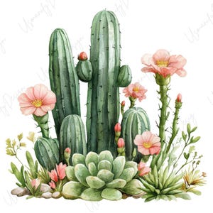 May include: Watercolor illustration of various cacti and succulents. The image features tall, green cacti with pink flowers and buds, along with a cluster of green succulents and small rocks at the base. The artwork has a natural, desert theme.