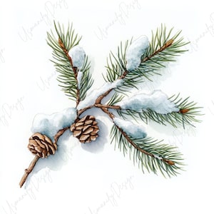 Pu&ograve; includere: Illustrazione ad acquerello di un ramo di pino con aghi verdi, pigne marroni e neve. Il ramo &egrave; dettagliato con ombreggiatura e texture realistiche, su sfondo bianco, evocando un tema invernale o festivo.