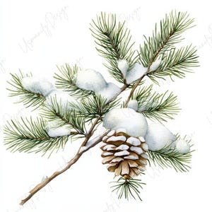 Op de afbeelding: Waterverfillustratie van een dennentak met groene naalden, sneeuw en een bruine dennenappel. De tak staat tegen een witte achtergrond, wat een winterse scène creëert.