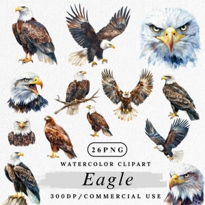Clipart de águia, Águia em aquarela PNG, Clipart de pássaro majestoso, Arte de águia americana, Clipart de vida selvagem, Scrapbooking, Artesanato em papel, Uso comercial