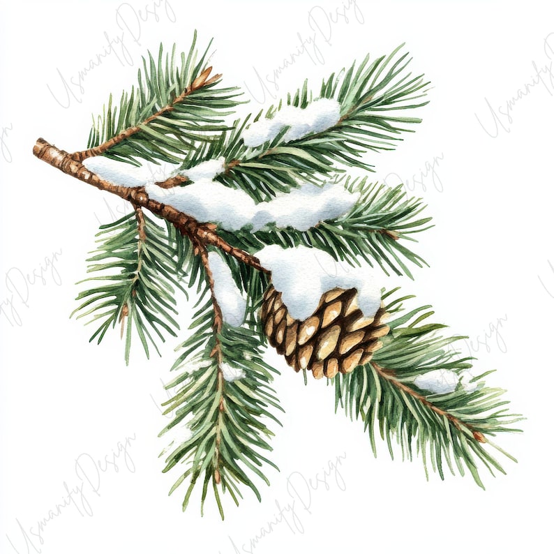 Pu&ograve; includere: Illustrazione ad acquerello di un ramo di pino innevato con aghi verdi e una pigna marrone. Il ramo &egrave; marrone caldo e la neve &egrave; bianca. L'immagine &egrave; su sfondo bianco.