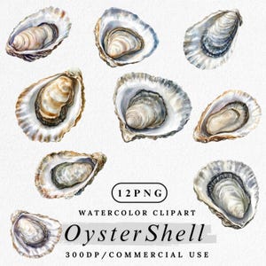 Può includere: Illustrazione ad acquerello di gusci di ostriche in varie posizioni aperte, che mostrano gli interni perlacei e gli esterni strutturati. L'immagine include il testo "Oyster Shell" e "12 PNG" con "Watercolor Clipart" e "300DP/COMMERCIAL USE".