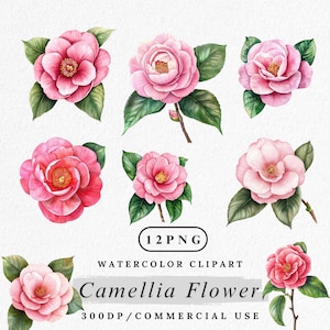 Camellia Flower Clipart, Watercolor Camellia PNG, Pink Floral clip art, Botanical Clip Art, Garden Flower PNG, Bloom Graphic, Commercial Use