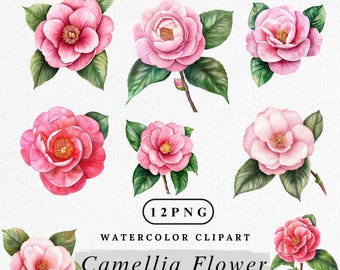 Watercolor Camellia Flower Clipart: Pink Floral PNG (Commercial Use, Digital Download)