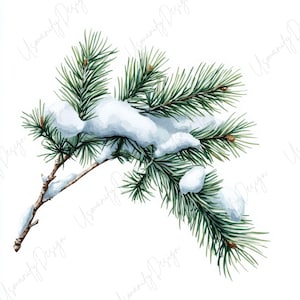 Pu&ograve; includere: Illustrazione ad acquerello di un ramo di sempreverde innevato. Il ramo presenta aghi verdi ed &egrave; parzialmente coperto di neve bianca. L'opera ha un tema naturale e invernale.
