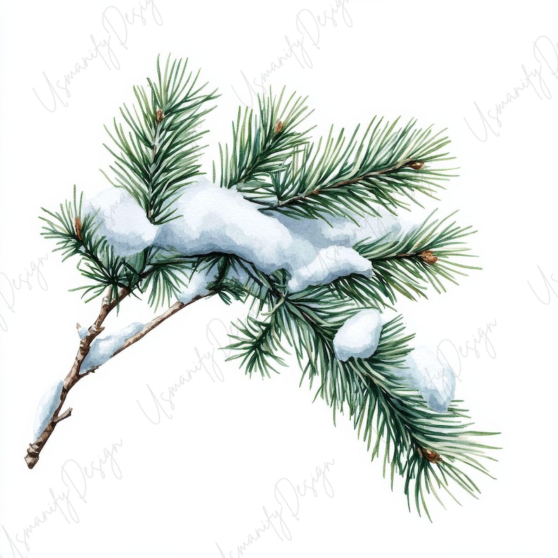 Pu&ograve; includere: Illustrazione ad acquerello di un ramo di sempreverde innevato. Il ramo presenta aghi verdi ed &egrave; parzialmente coperto di neve bianca. L'opera ha un tema naturale e invernale.