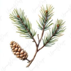 Pu&ograve; includere: Illustrazione ad acquerello di un ramo di pino con aghi verdi, stelo marrone e una pigna. L'opera d'arte ha un tema naturale e botanico, con un focus sui dettagli della struttura della pianta. L'immagine &egrave; su sfondo bianco.