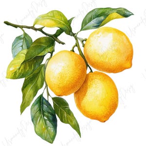 Puede incluir: Ilustración en acuarela de una rama de limón con tres limones amarillos y hojas verdes. Los limones son de color amarillo brillante y las hojas de un verde vibrante. Ideal para decoración de cocina o arte botánico.