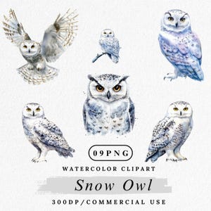 Clipart hibou des neiges, aquarelle hibou blanc PNG, oiseau d'hiver, hibou de l'Arctique clipart, graphique de la faune de la forêt, téléchargement numérique, Images de scrapbooking