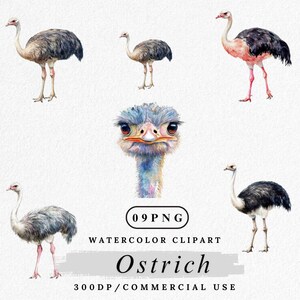 Ostrich Clipart, Watercolor Bird PNG, Safari Animal, Cute Ostrich Graphic, Ostrich Wildlife Clip Art, Farm Bird Design, Digital Download