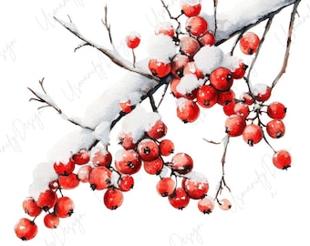 May include: Watercolor illustration of a snow-covered branch with vibrant red berries. The berries are clustered along the brown branches, with white snow delicately layered on top. The artwork is set against a clean white background.