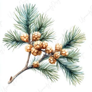 Pu&ograve; includere: Illustrazione ad acquerello di un ramo di pino con aghi verdi e diverse piccole pigne marrone chiaro. Il ramo &egrave; marrone chiaro, su sfondo bianco. Tema botanico naturale.