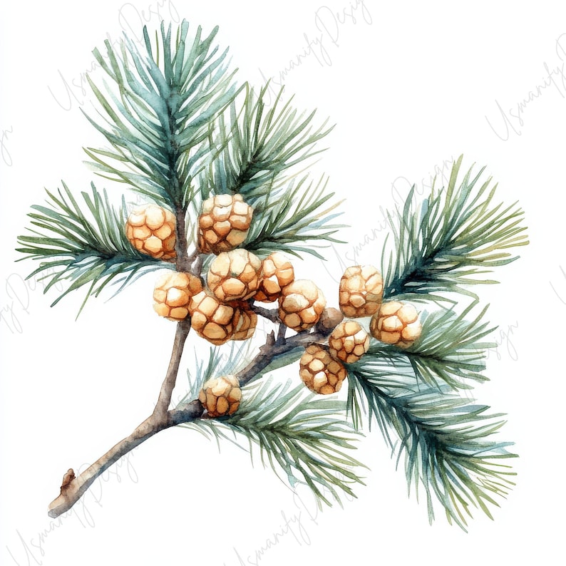 Pu&ograve; includere: Illustrazione ad acquerello di un ramo di pino con aghi verdi e diverse piccole pigne marrone chiaro. Il ramo &egrave; marrone chiaro, su sfondo bianco. Tema botanico naturale.