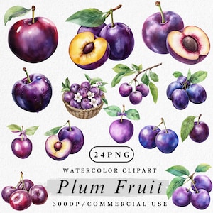 Peut inclure: Illustration à l'aquarelle de différentes prunes violettes avec des feuilles vertes. Certaines sont entières, d'autres coupées pour révéler le noyau. Un panier de prunes et le texte "Plum Fruit" sont également présents.
