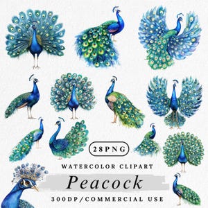 Pfau Clipart, Aquarell Pfau PNG, elegante Vogel Clipart, digitaler Pfau, druckbare Pfau Kunst, Pfau Charakter PNG, Papierbasteln