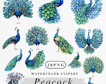 Watercolor Peacock Clipart: Elegant Bird PNG (Digital Download)