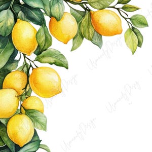 Könnte beinhalten: Aquarell-Illustration von Zitronen an einem Ast mit grünen Blättern. Die Zitronen sind leuchtend gelb und die Blätter haben verschiedene Grüntöne. Das Bild ist vor einem weißen Hintergrund.