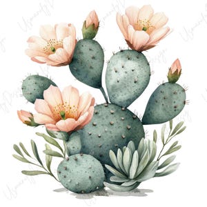 May include: Watercolor illustration of a cactus with soft green pads and delicate peach-colored flowers. The image features a cluster of blooms and buds, along with green succulent leaves, all set against a white background.