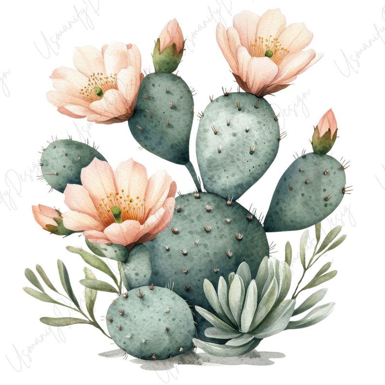 May include: Watercolor illustration of a cactus with soft green pads and delicate peach-colored flowers. The image features a cluster of blooms and buds, along with green succulent leaves, all set against a white background.