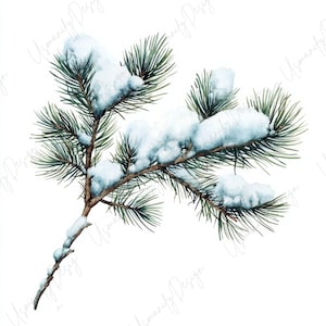 Pu&ograve; includere: Illustrazione ad acquerello di un ramo di pino innevato. Il ramo &egrave; marrone chiaro, con aghi verdi e soffice neve bianca. L'immagine &egrave; su sfondo bianco, creando un aspetto pulito. Perfetto per design a tema invernale.
