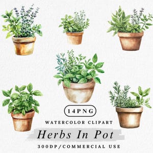 Könnte beinhalten: Aquarell-Illustration verschiedener Kräuter in Töpfen, darunter Basilikum, Thymian und Lavendel. Die Pflanzen befinden sich in Terrakotta-Töpfen mit grünen und violetten Blättern. Der Text "Herbs In Pot" ist enthalten.