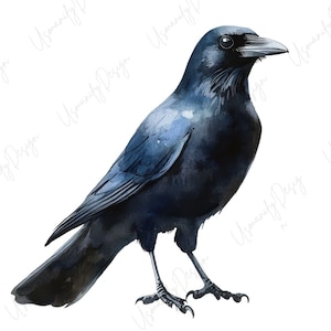 May include: Watercolor illustration of a crow. The bird is depicted in shades of black and dark blue, with detailed feathers and a sharp beak. The crow is standing, with its legs and feet visible.