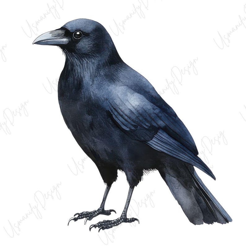 May include: Watercolor illustration of a crow. The bird is depicted in shades of black and gray, with a detailed rendering of its feathers, beak, and talons. The crow is standing, facing left, against a white background.