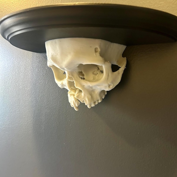 Gothic Skull Wall Shelf | Macabre Decor | Spooky Floating Shelf