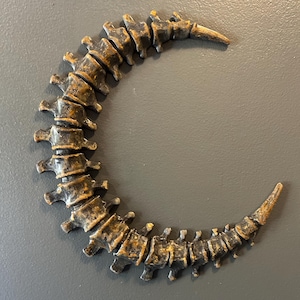 May include: A bronze-colored spine sculpture in a crescent shape. The spine is detailed with individual vertebrae and a weathered finish, creating a vintage aesthetic. The sculpture is likely for home decor.