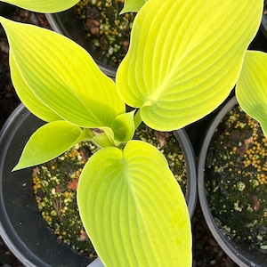 Sunny Halcyon Hosta *1 Gallon* Pot Yellow Sun Tolerant Slug Resistant Hardy Low Maintenance Flowering Perennial Shade Plant Live Plant