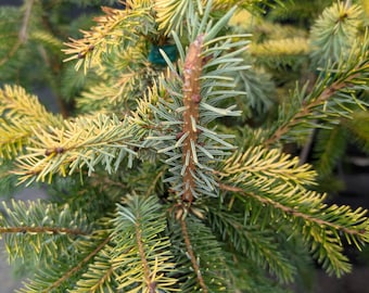Picea Breweriana 'emerald Midget' - Brewer Spruce - 10