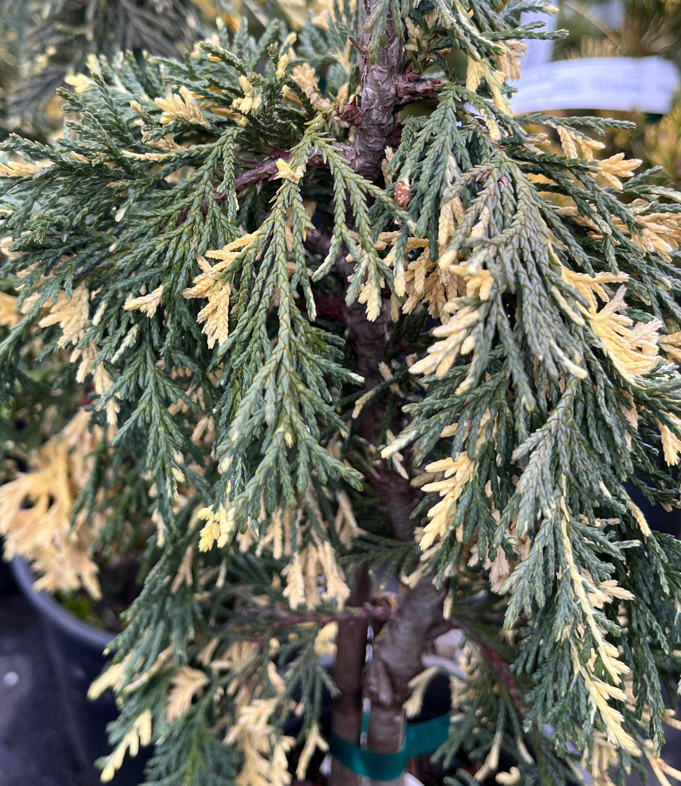 Sparkling Arrow Chamaecyparis Nootkatensis Variegated Weeping Alaskan Cedar Rare Collector Tree Slow Growing Specimen *1 Gallon* Live Plant