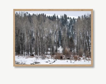 Winter Landscape with Moose | Snowy Wildlife Photography | Nature Enthusiasts Gift | Outdoor Scene | Mountain Decor