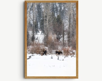 Muurkunst winterse eland | Grand Teton National Park Besneeuwde dieren in het wild | Boslandschap | Afdrukbare foto
