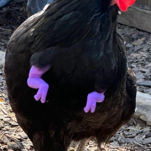 T-Rex arms for chickens
