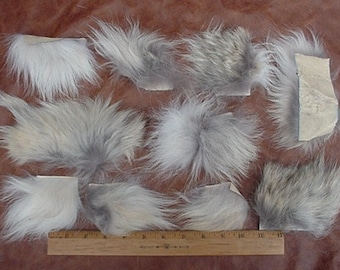 COYOTE SKIN FUR Pelt Scrap 10 Small Pieces 1 Sf