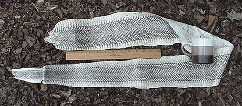 Cobra Snake Skin SNAKESKIN MATT w HEAD Black & White 45 inch image 1