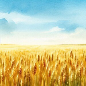 Può includere: Un dipinto ad acquerello di un campo di grano dorato sotto un cielo blu con nuvole bianche.