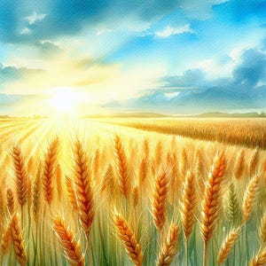 May include: Watercolor painting of a wheat field bathed in sunlight. The golden wheat stalks are in the foreground, with rows extending towards the horizon. The sky is a mix of blue and white clouds, with the sun shining brightly.