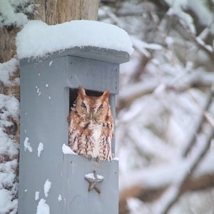 May include: An Eastern Screech Owl perched in a gray wooden birdhouse covered in snow. The owl has mottled brown and white feathers and is looking out of the opening. A metal star decorates the front of the birdhouse.