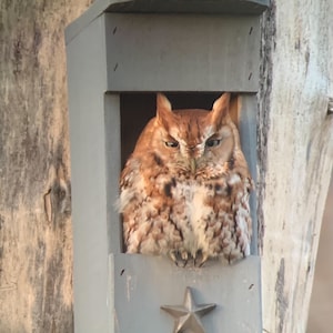 Cedar Owl House: Screech Owl Nesting Box, Veteran Made